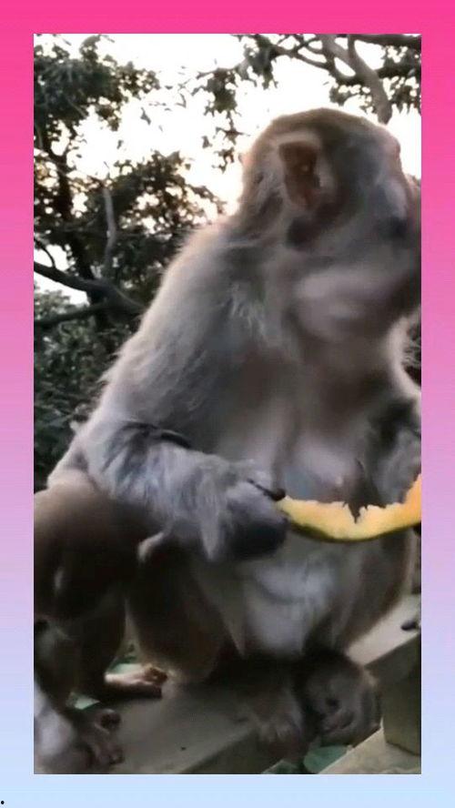 猴子吃瓜声音版本,趣味横生演绎夏日狂欢