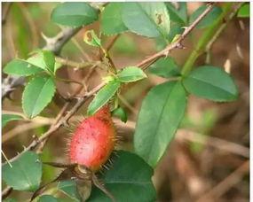 乙醇子吃瓜,揭秘瓜界新宠的神奇魅力