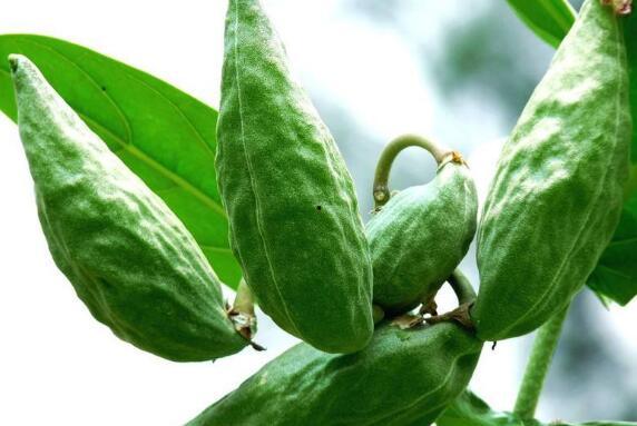 牛角瓜是蔬菜吗怎么吃,蔬菜界的独特美味，多样吃法解锁健康生活