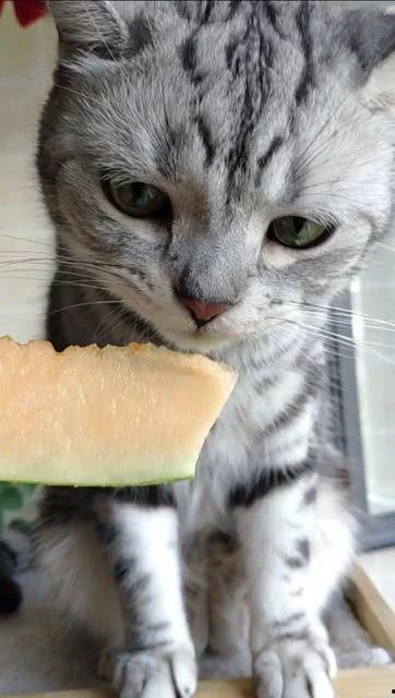 猫咪 吃瓜,揭秘猫咪吃瓜的趣味瞬间