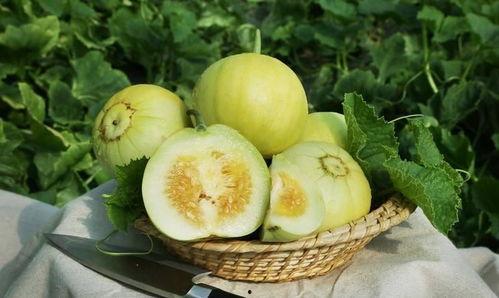 怀孕可以吃棚瓜,棚瓜助力母婴健康