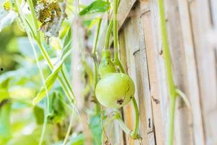 韩国吃葫芦瓜,葫芦瓜的独特吃法探索