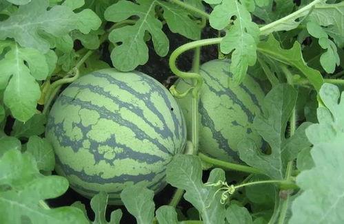 武汉吃瓜妹子,揭秘武汉街头美食风云录