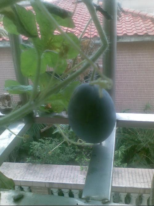 阳刺瓜怎么吃,解锁美味新体验