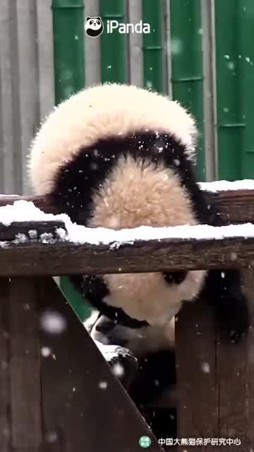 吃瓜小熊听力,吃瓜小熊的听觉冒险之旅