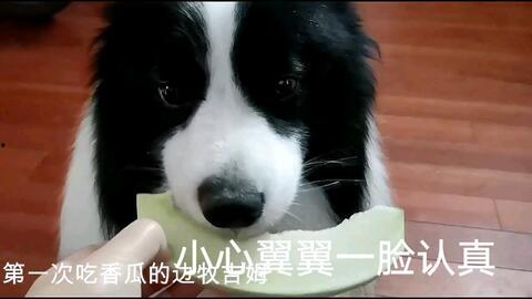 边牧可以吃瓜,瓜果飘香，边牧也爱尝鲜