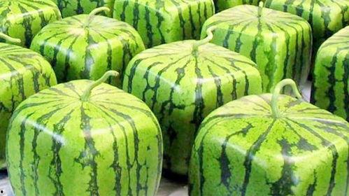 吃日本瓜,探寻日本特色水果的魅力