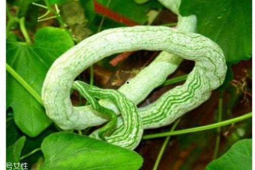 蛇瓜可以吃的吗,美味与营养并存的神奇蔬菜